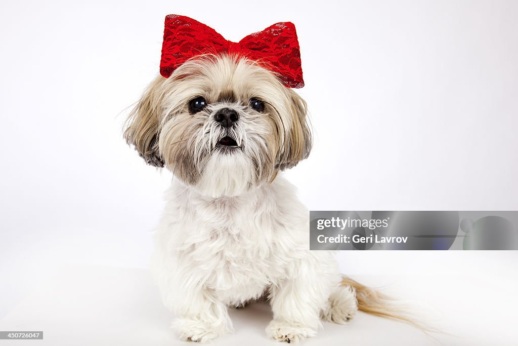 Cute Shih Tzu dog wearing a red bow