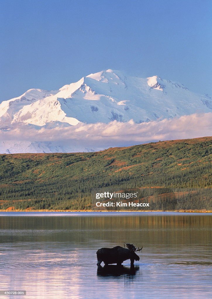 USA, Alaska, Denali Nat. Park, moose in Wonder Lake & Mt.McKinley