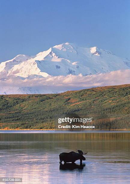 usa, alaska, denali nat. park, moose in wonder lake & mt.mckinley - alaska location stock pictures, royalty-free photos & images