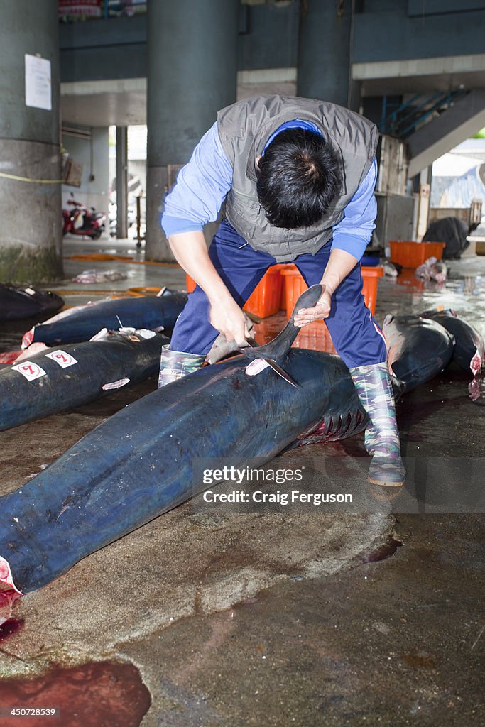A worker removes a shark's fins in Taiwan. These sharks were...