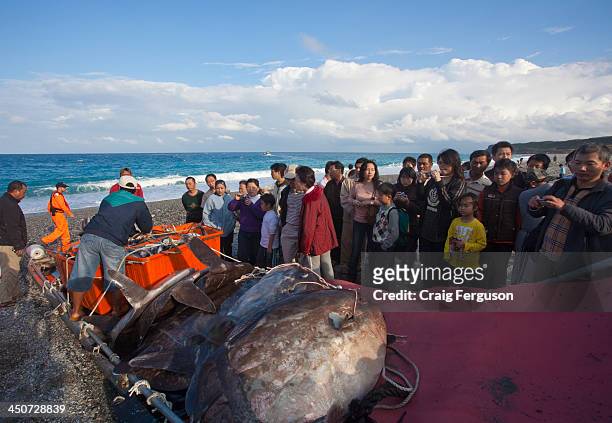 An Ocean Sunfish "mambo fish" being loaded for delivery to the market. The meat of the sunfish is a delicacy in East Asia, with Taiwan and Japan...