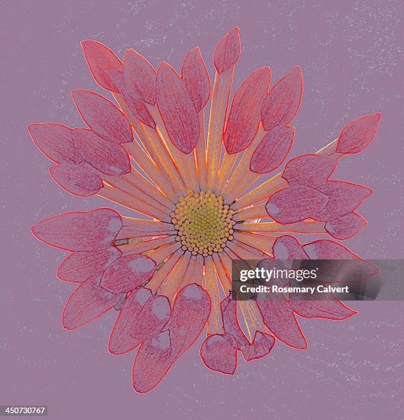 chrysanthemum resembling colour pencil drawing. - chrysanthemum lace stock pictures, royalty-free photos & images