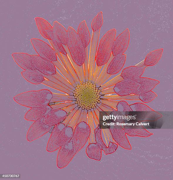 chrysanthemum resembling colour pencil drawing. - pencil skirt beautiful bildbanksfoton och bilder