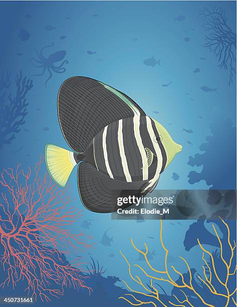 sailfin fish / veiled surgeon - zebrasoma veliferum stock illustrations