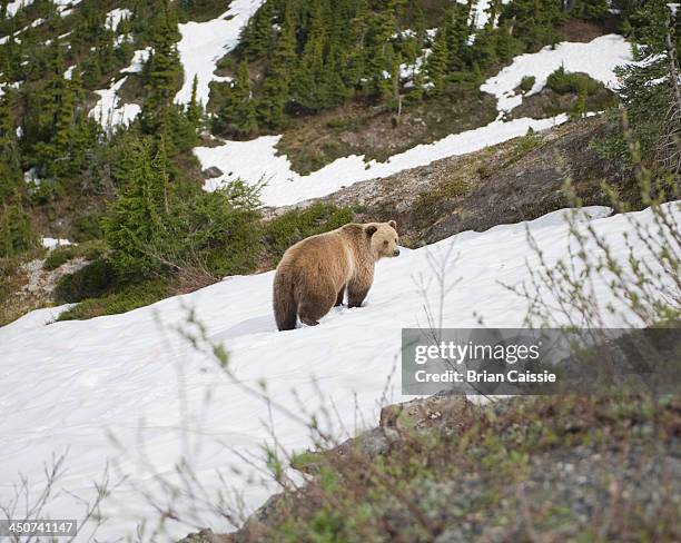 bear on snowcapped mountain at leduc glacier, british columbia, canada, - brown bear stock pictures, royalty-free photos & images