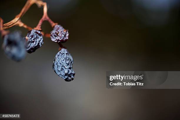 still life of raisins on the vine - raisin stock pictures, royalty-free photos & images