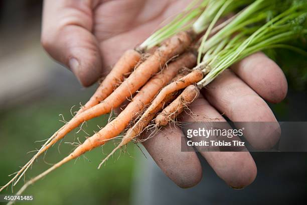 man holding freshly picked baby carrots - babymorot bildbanksfoton och bilder