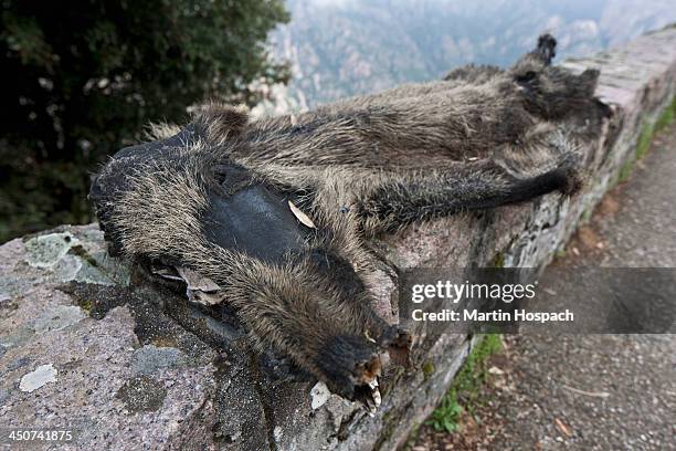 a dead wild boar that's been run over and is flattened - wildunfall stock-fotos und bilder