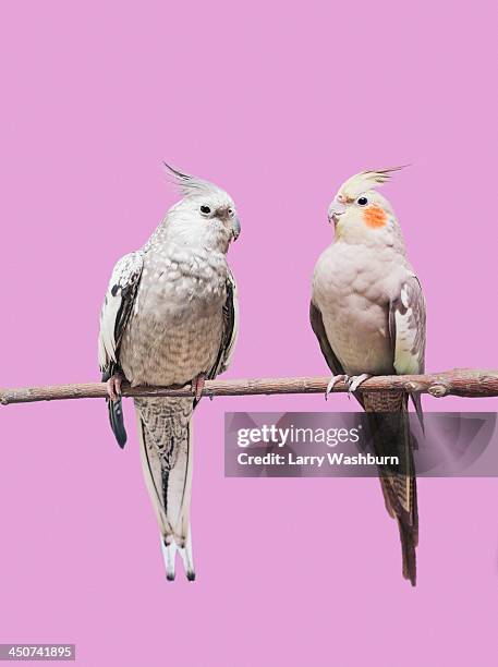 cockatiel parrots - cockatiel bildbanksfoton och bilder