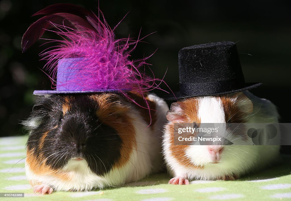 Guinea Pigs Up For Adoption At Animal Welfare League Queensland