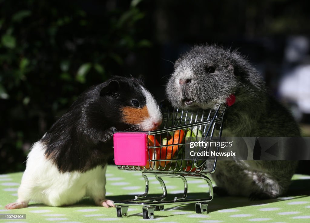 Guinea Pigs Up For Adoption At Animal Welfare League Queensland