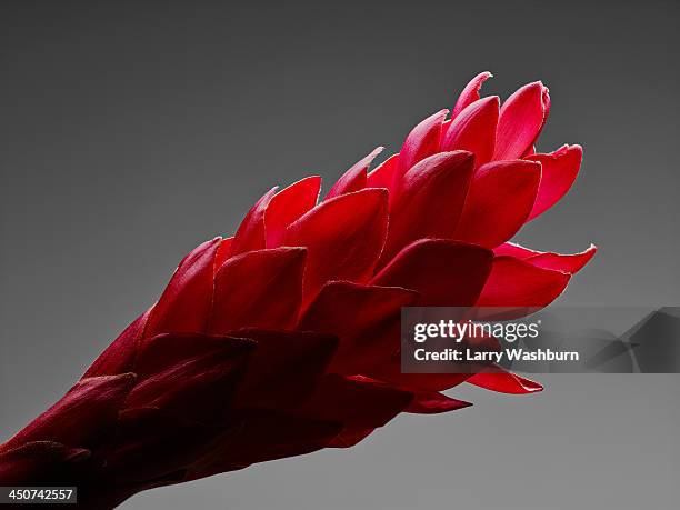 a red ginger flower (alpinia purpurata) flower - ginger flower stock-fotos und bilder