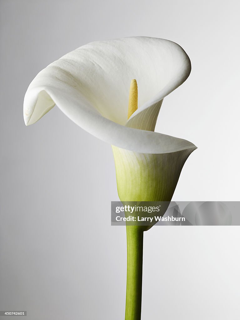 A close-up of a Calla Lily, stamen visible