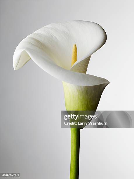 a close-up of a calla lily, stamen visible - カラー　花 ストックフォトと画像