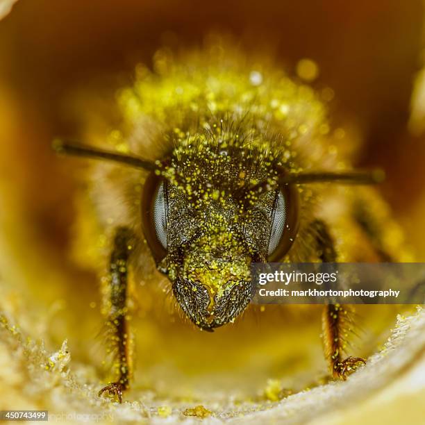 red mason bee (osmia rufa) in nesting tube - one animal stock pictures, royalty-free photos & images