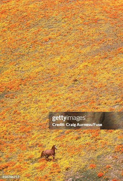 horse running in a flowering meadow - palmdale fotografías e imágenes de stock