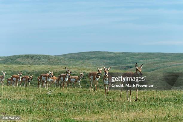 pronghorn antelope on prairie - pronghorn stock pictures, royalty-free photos & images