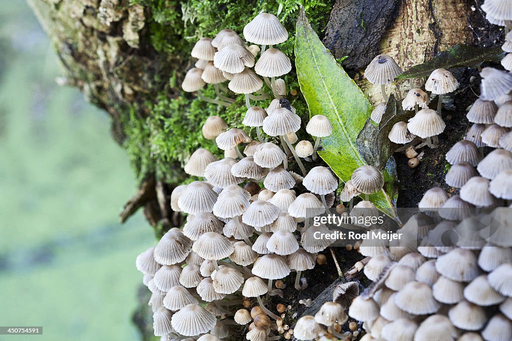 Fungus fairies bonnets