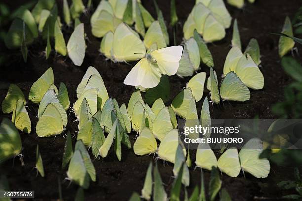 Tree yellow butterflies are pictured at the Amchang wildlife sanctuary in the outskirts of Guwahati, the capital city of Indias northeastern state of...