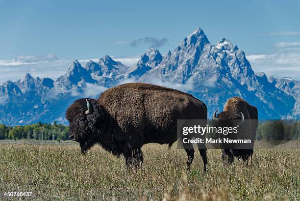 bison in grand teton national park - national bison gebirge stock-fotos und bilder