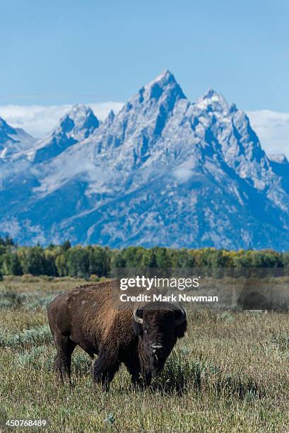bison in grand teton national park - national bison gebirge stock-fotos und bilder