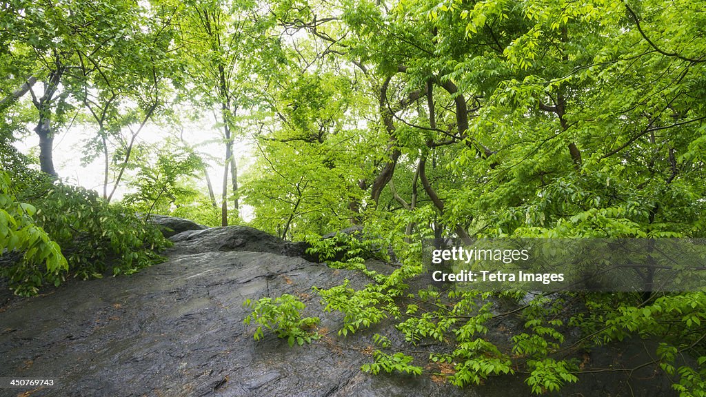 USA, New York City, Central Park, Green branches in central park