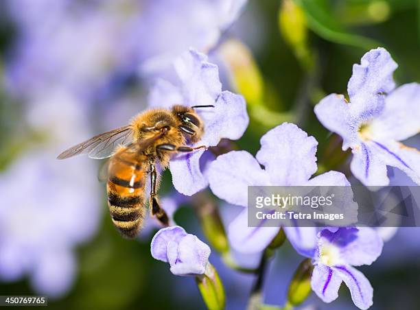 jamaica, wasp on flower - hornets stock pictures, royalty-free photos & images