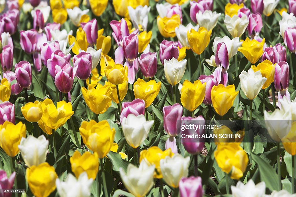 USA, New York State, New York City, Field of tulip flowers