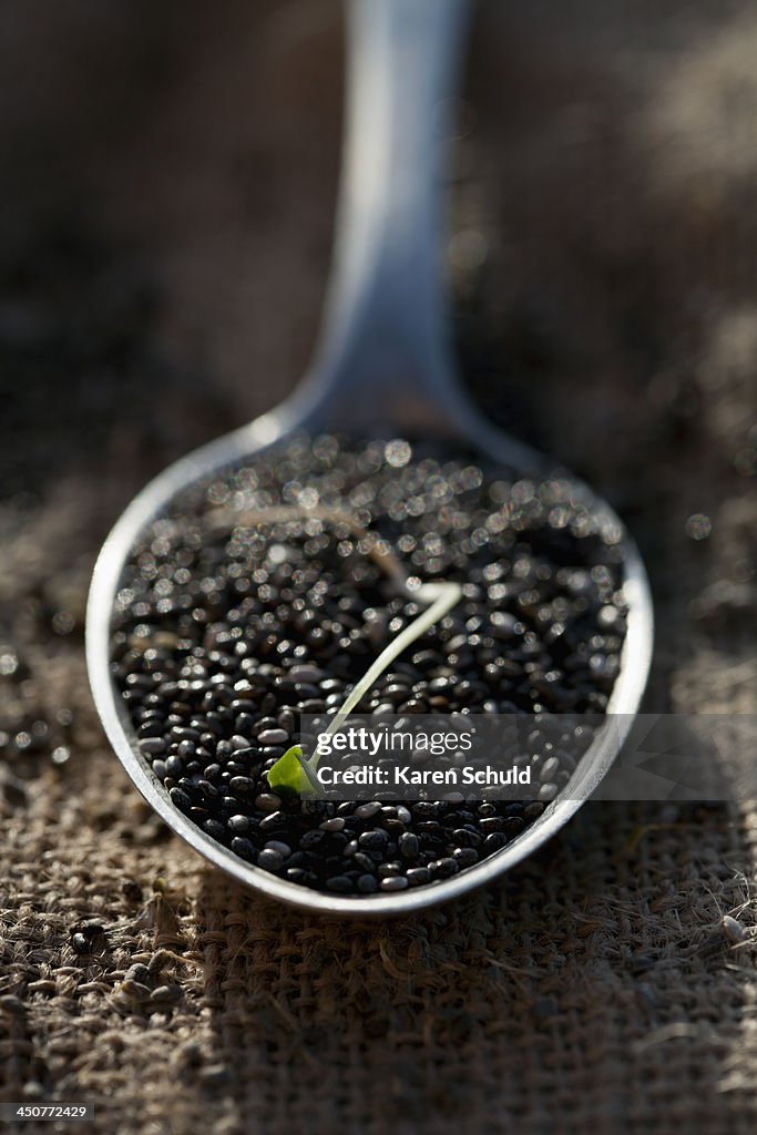 Chia seeds on spoon, close-up