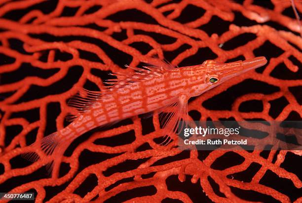 hawk talk - hawkfish stock pictures, royalty-free photos & images