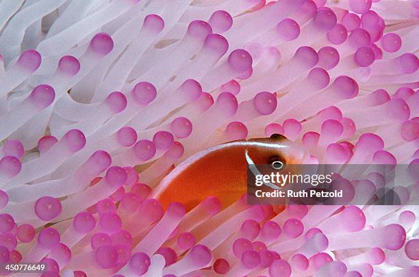 i'm in the pink - clownfish stock pictures, royalty-free photos & images