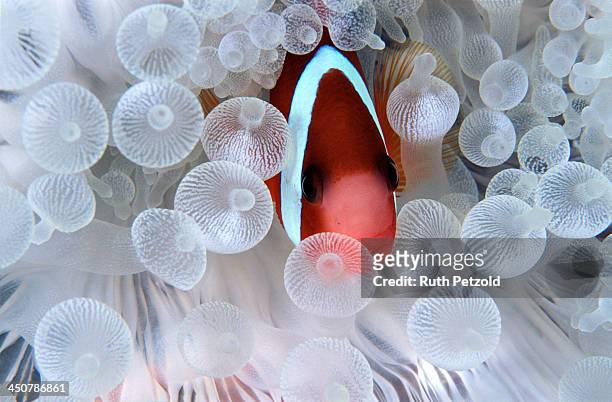 bubble bath 2 - anemonefish stock-fotos und bilder
