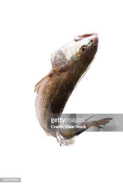 close-up of fish - fish jumping stock pictures, royalty-free photos & images
