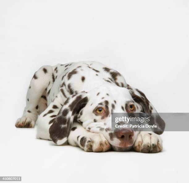 dalmaton pup - dalmatian dog stock pictures, royalty-free photos & images