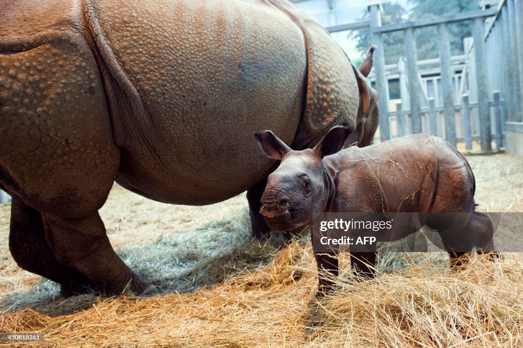 FRANCE-ANIMAL-ZOO-BIRTH