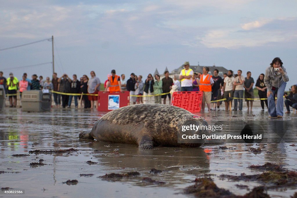 Seals released into Atlantic Ocean