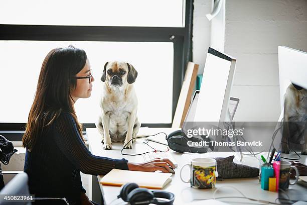 businesswoman on computer with dog on desk - service dog stock-fotos und bilder