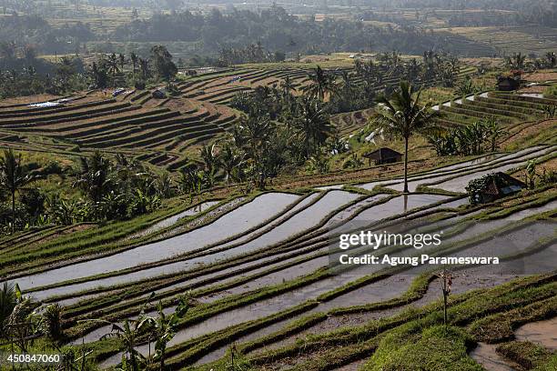 General view of rice terrace at Jatiluwih on June 19, 2014 in Tabanan, Bali, Indonesia. Industry Officials and analysts are expecting Indonesia to...