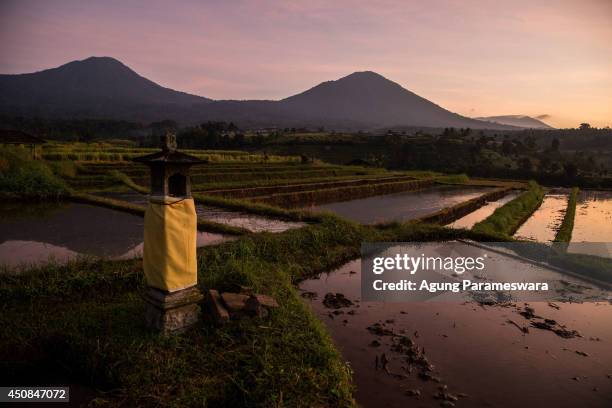 General view of rice terrace at jatiluwih on June 19, 2014 in Tabanan, Bali, Indonesia. Industry Officials and analysts are expecting Indonesia to...