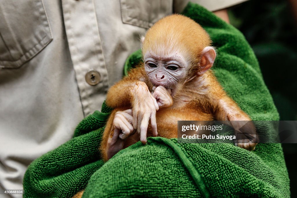 Bali Zoo Welcomes Newborn Javan Langur