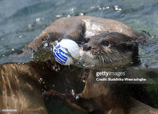 15 Otter Named Chippu Photos and Premium High Res Pictures - Getty Images 15 Otter Named Chippu Photos and Premium High Res Pictures - Getty Images