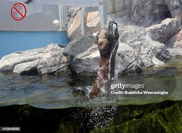 15 Otter Named Chippu Photos and Premium High Res Pictures - Getty Images 15 Otter Named Chippu Photos and Premium High Res Pictures - Getty Images