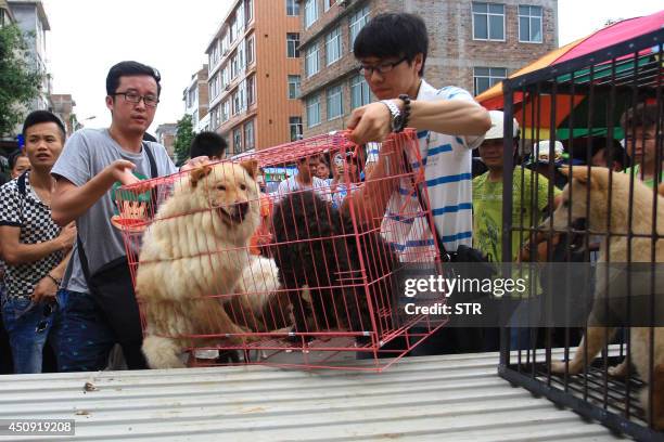 Animal protection activists put cages with dogs they freed from dog sellers onto a truck in a market in Yulin, south China's Guangxi region on June...