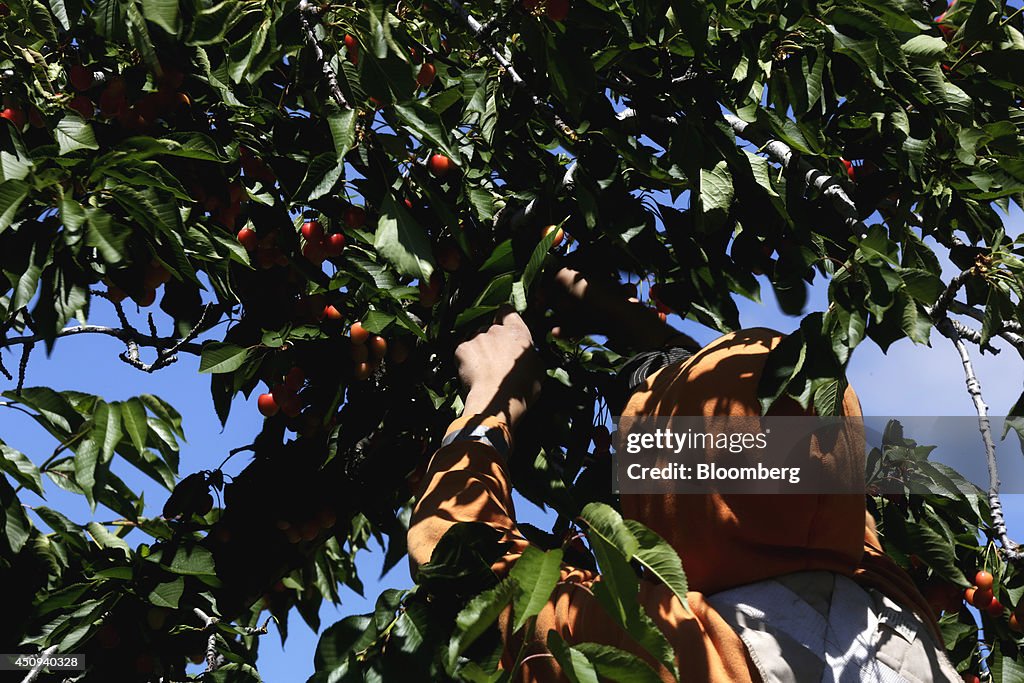 Operations At The Oregon Cherry Growers Orchard