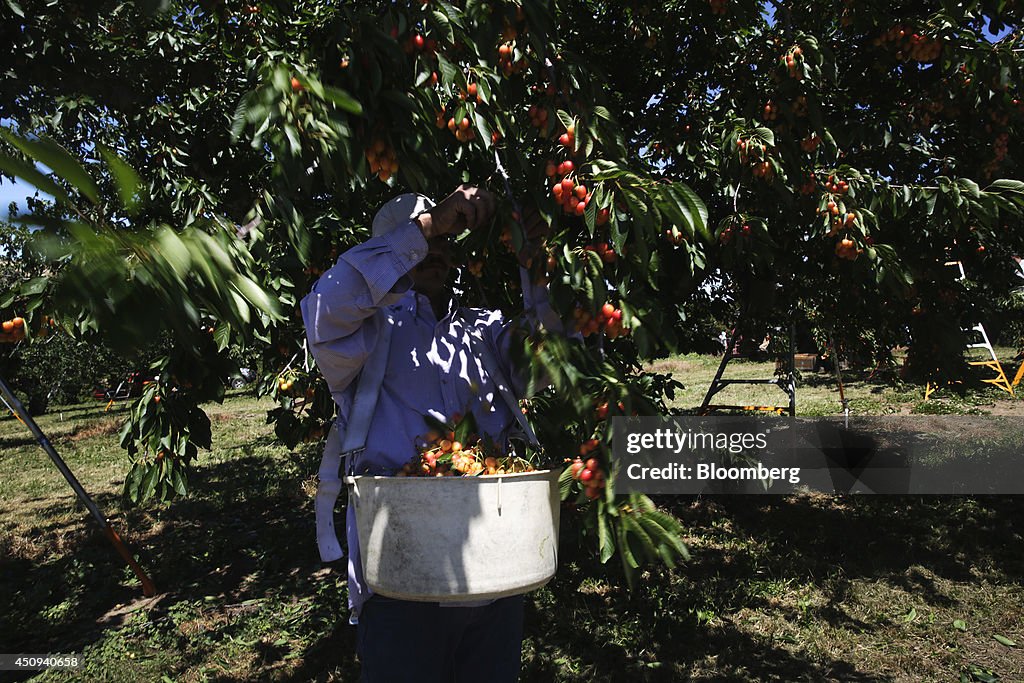Operations At The Oregon Cherry Growers Orchard