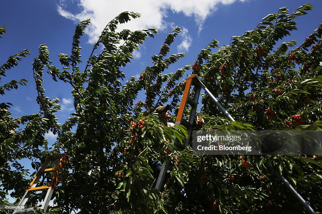 Operations At The Oregon Cherry Growers Orchard