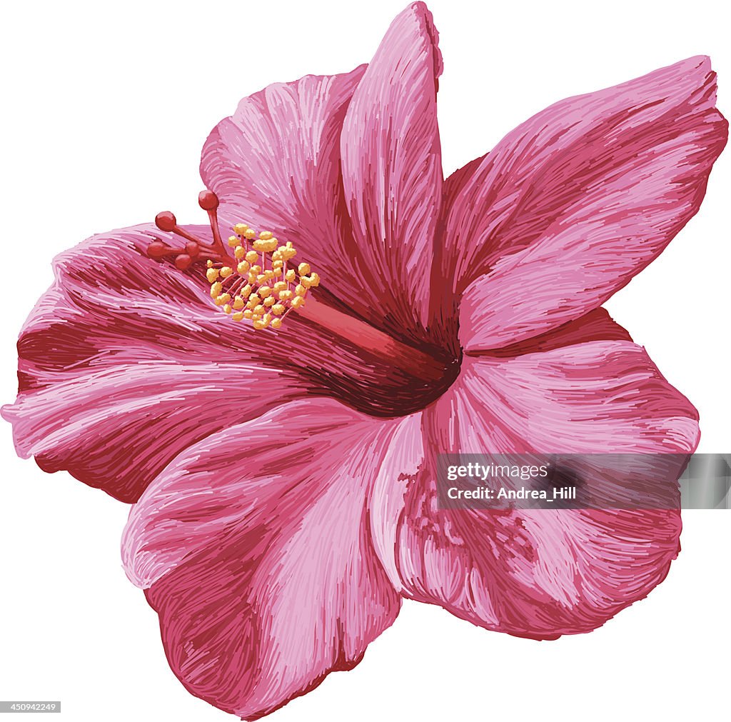 Vector Realistic Hibiscus Flower Isolated on White Background