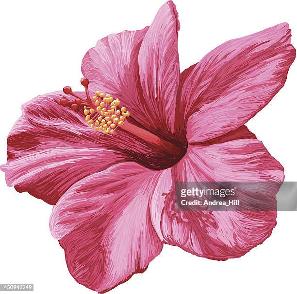 vector realistic hibiscus flower isolated on white background - magenta stock illustrations