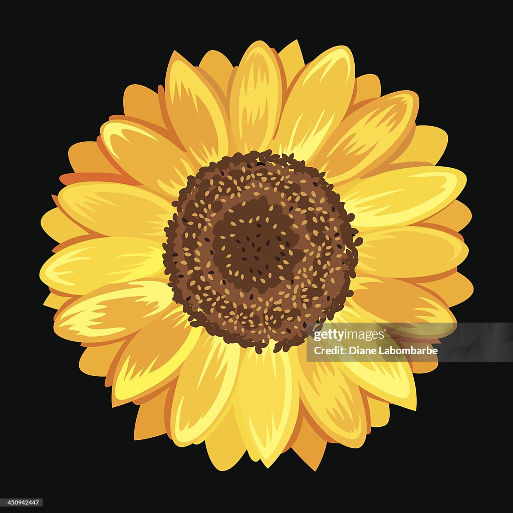 Cartoon Sunflower On Black High-Res Vector Graphic - Getty Images