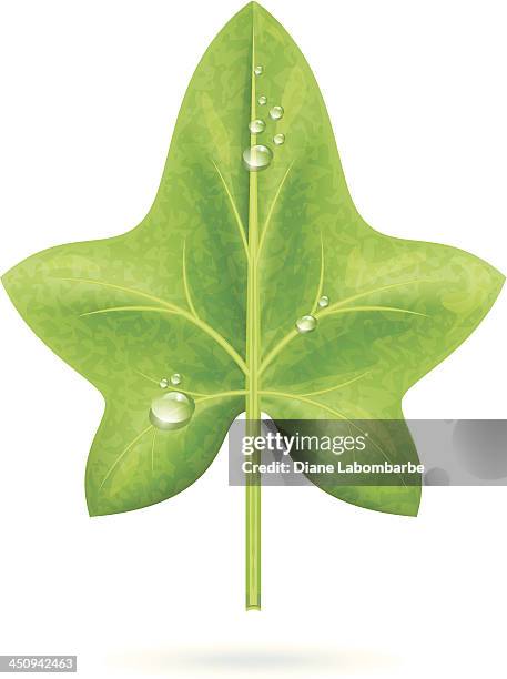 realistic ivy leaf with dew drops - green ivy stock illustrations